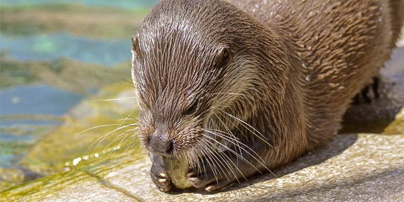 La loutre d'Europe - Lutra lutra - © Océanopolis