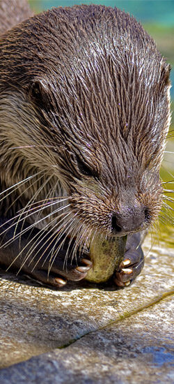 La loutre d’Europe