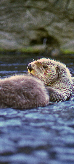 La loutre de mer