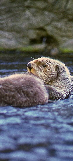 La loutre de mer - Oceanopolis