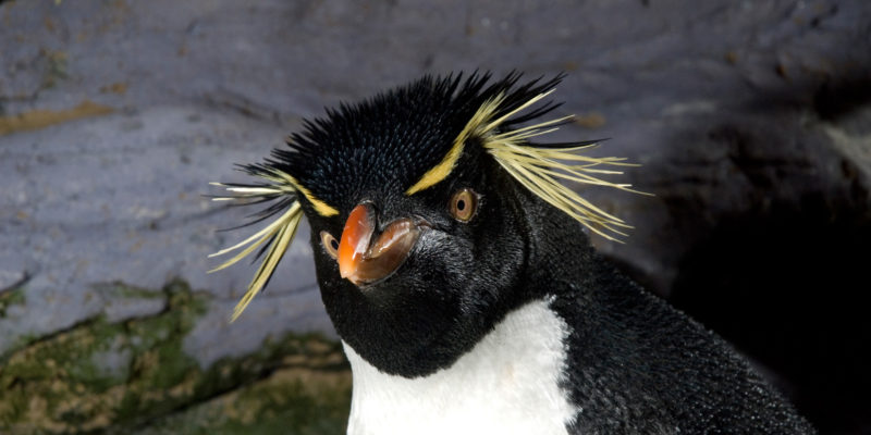 Manchot gorfou-sauteur - Eudyptes chrysocome © Océanopolis