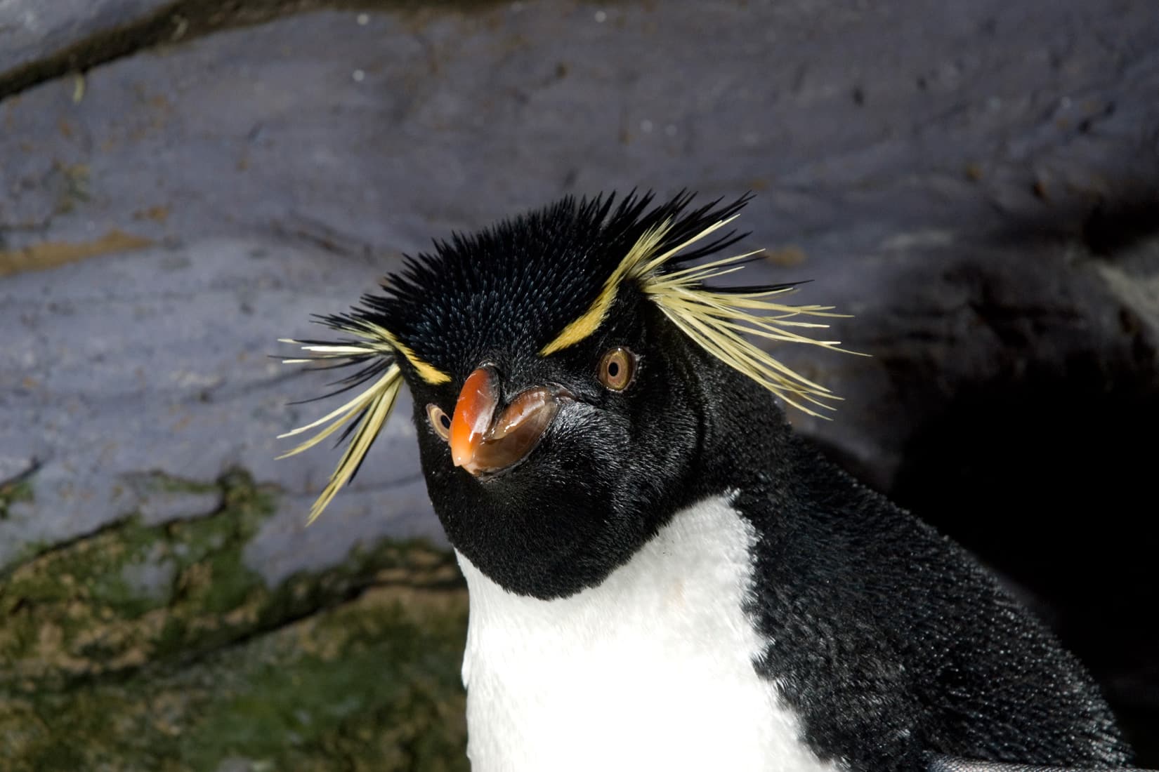 Manchot gorfou-sauteur - Eudyptes chrysocome © Océanopolis