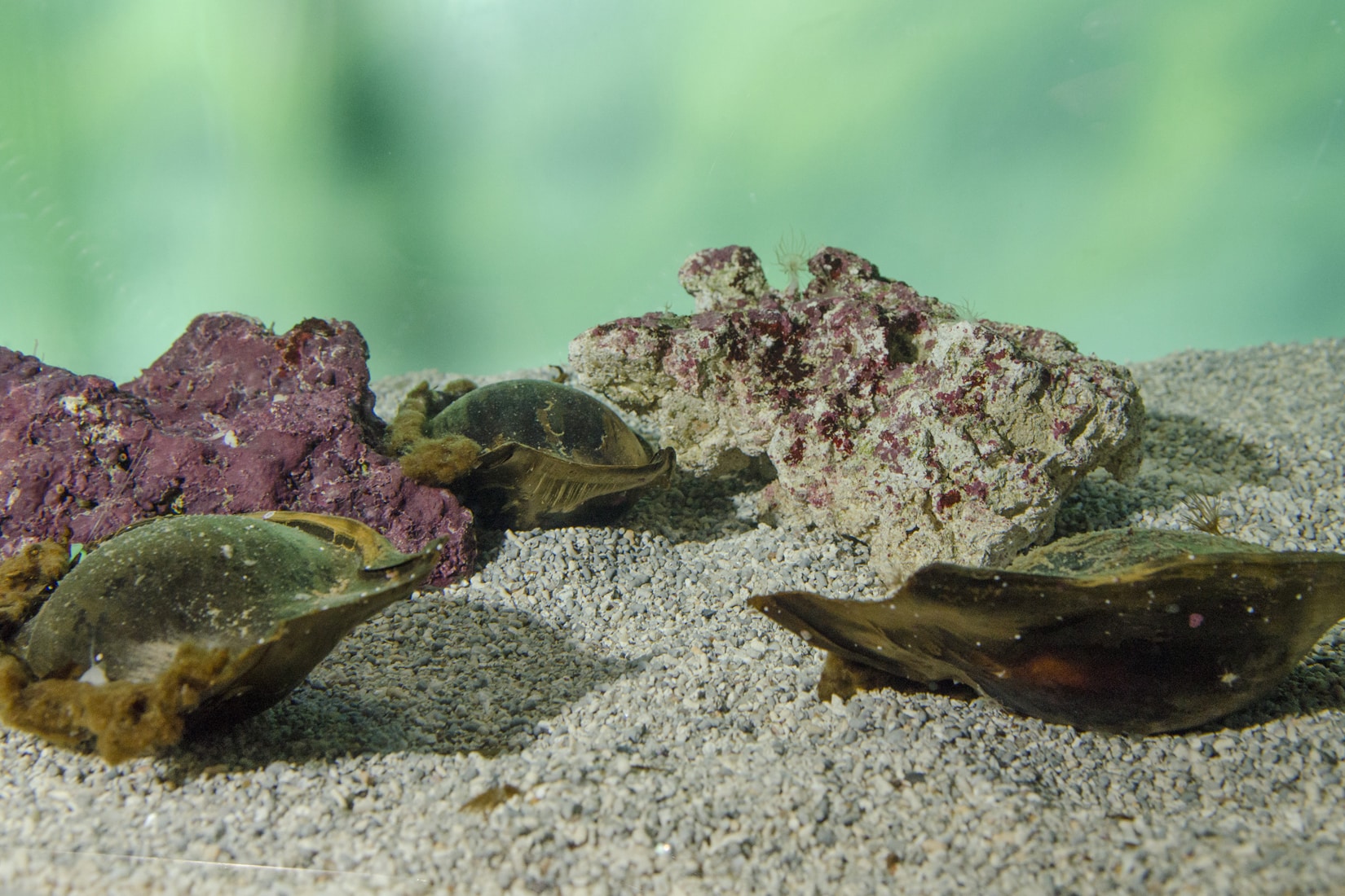 Oeufs de requin zèbre en attente d'éclosion, Stegostoma tigrinum © Océanopolis