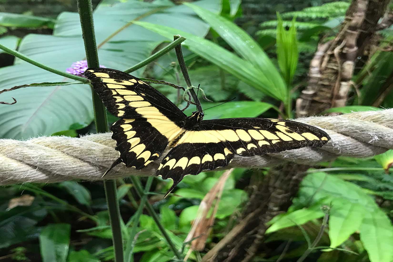 Papillon dans la serre tropicale d'Océanopolis © Océanopolis