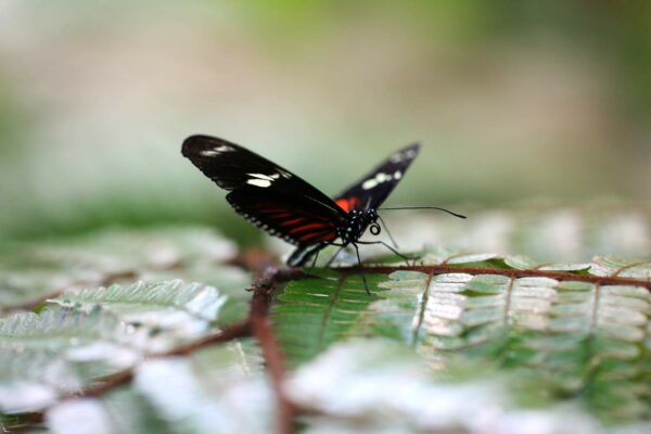 Papillon dans la serre tropicale d'Océanopolis © Océanopolis