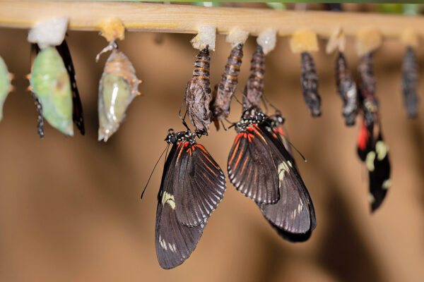 Papillons dans la serre tropicale d'Océanopolis © Océanopolis