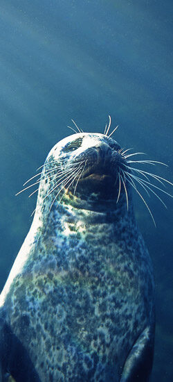 Le phoque 
 veau marin