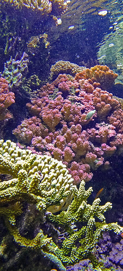 Récifs coralliens en danger !