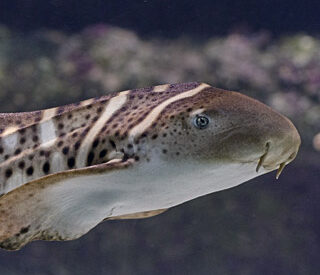 Rapport d&rsquo;activités Conservation-Recherche : Océanopolis, acteur engagé dans la préservation de la biodiversité marine