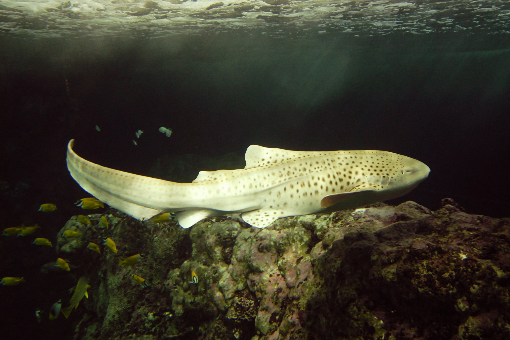 Le requin-zèbre - Stegostoma tigrinum © Océanopolis