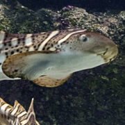 Le requin-zèbre