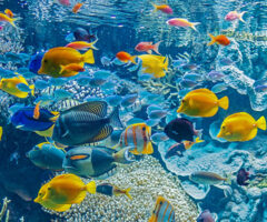 Rapport d’activités Conservation-Recherche : Océanopolis, acteur engagé dans la préservation de la biodiversité marine