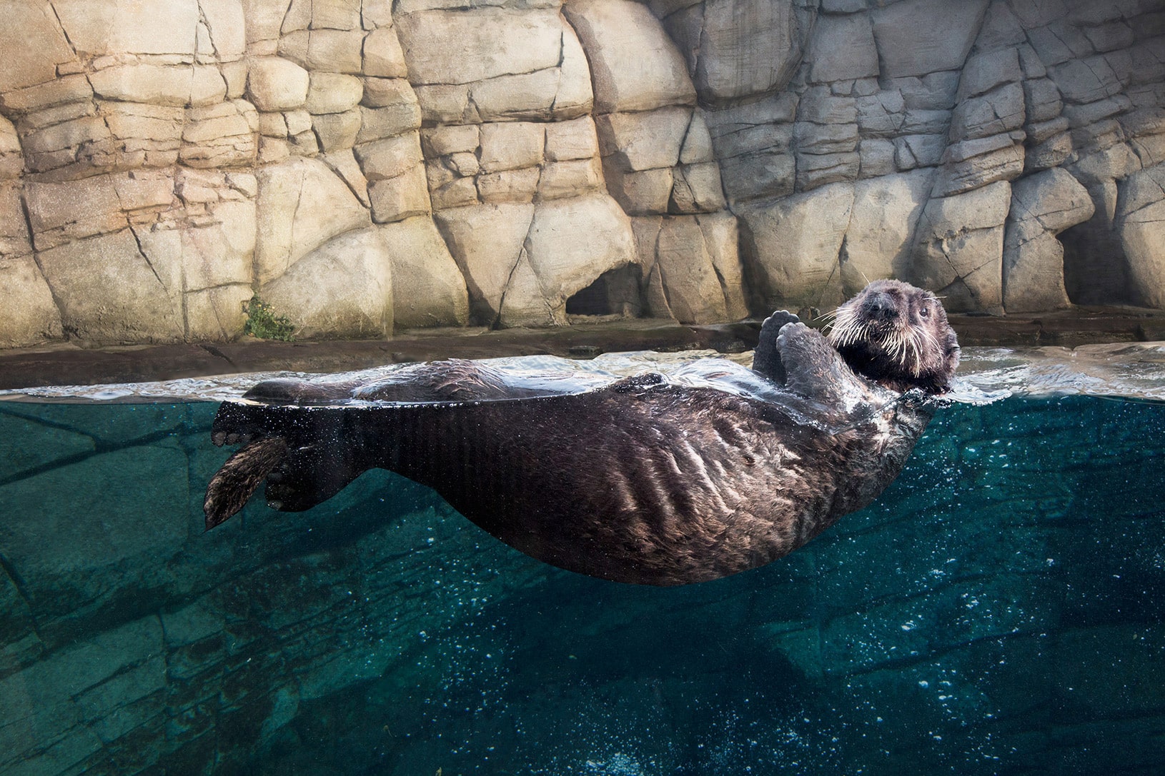 La loutre de mer - Oceanopolis