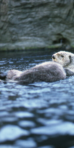 Otter trail