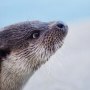 La loutre d’europe
