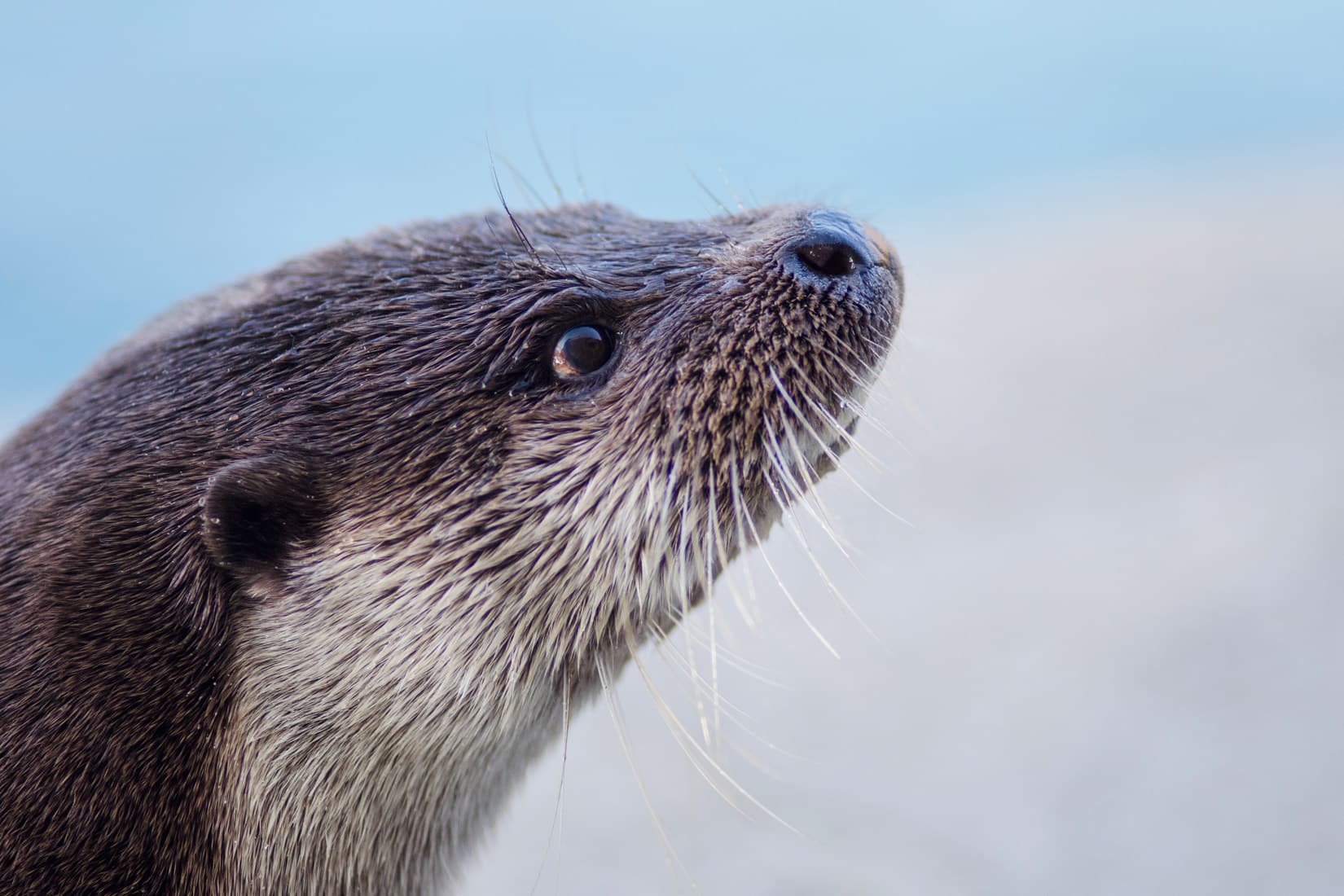 Loutre d'Europe - Lutra lutra - © Océanopolis - Thierry Joyeux