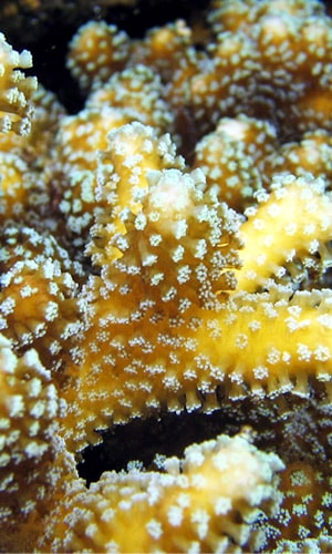 Les coraux