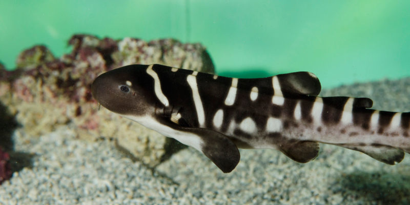 Juvénile de requin-zèbre, Stegostoma tigrinum © Océanopolis