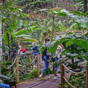 Découvrez le pavillon tropical
