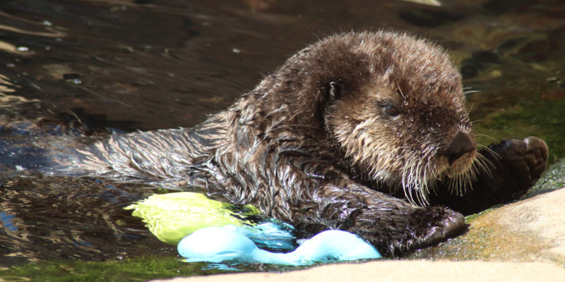 Loutre de mer - Enhydra lutris © Océanopolis