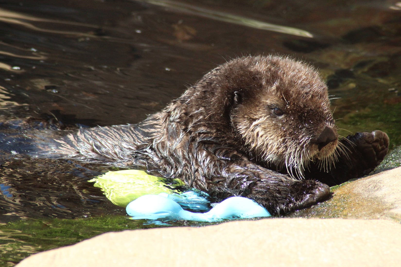 Loutre de mer - Enhydra lutris © Océanopolis