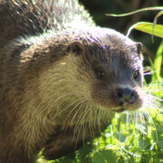 LA LOUTRE D’EUROPE
