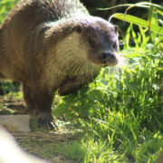 La loutre d’Europe
