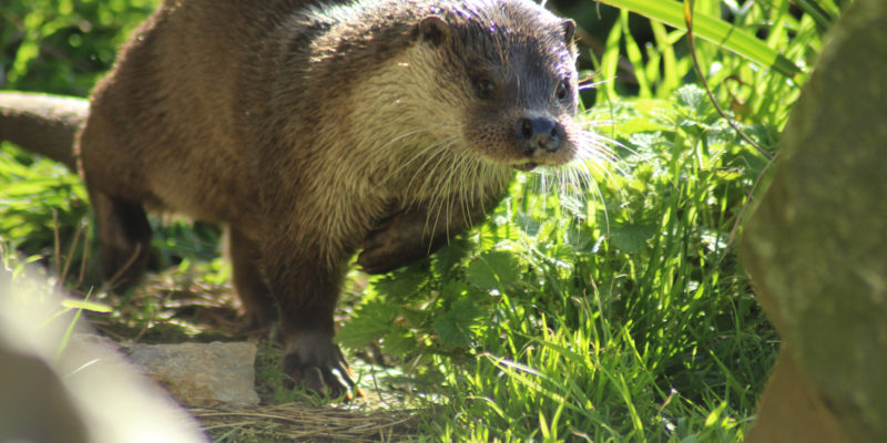 Soutenir La Loutre D Europe Faire Un Don Oceanopolis
