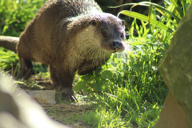 Loutre d'europe - Lutra lutra © Océanopolis