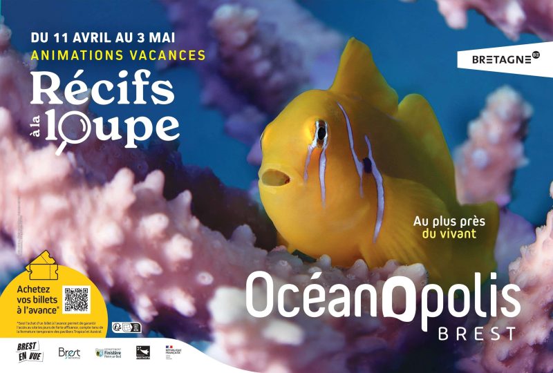 Affiche Océanopolis à Brest pour les vacances de Printemps du 11 avril au 3 mai 2026 autour de la nouvelle animation "Récifs à la loupe, au plus près du vivant" avec un gobiodon jaune en visuel.