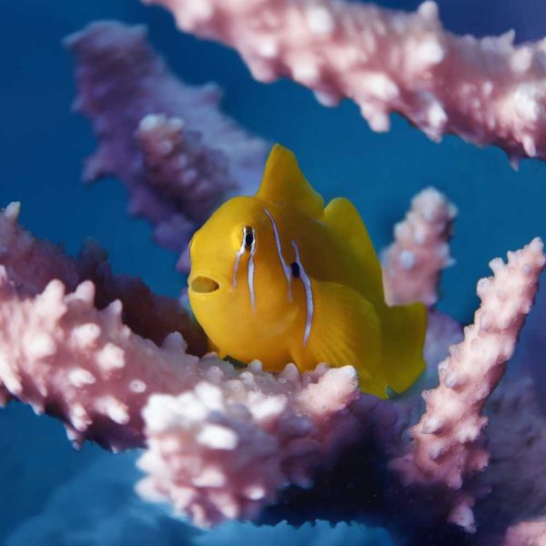 Gobiodon jaune dans les coraux, capsule d'animation "Le récif à la loupe" animation vacances de printemps Océanopolis 2026