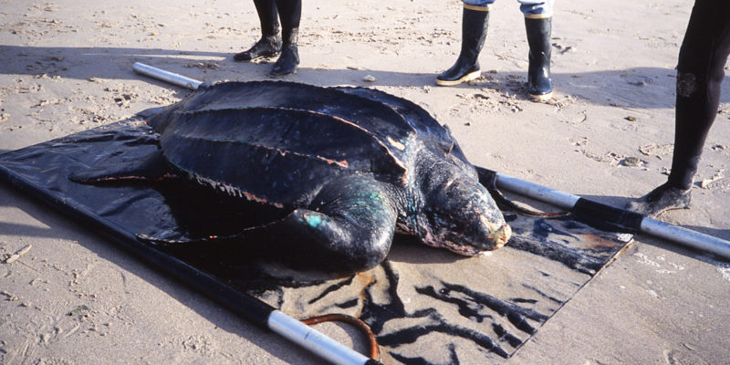 Tortue Luth (Dermochelys Coriacea) - © Yves Gladu