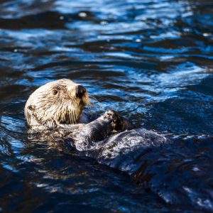 All about otters, an activity offered by Océanopolis, the National Center for Scientific Culture dedicated to the Ocean. A public presentation featuring otters and their caretakers along the "Otter Trail."