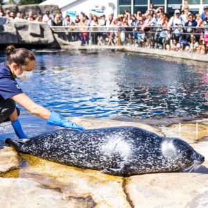 All about seals, an activity offered by Océanopolis, the National Center for Scientific Culture dedicated to the Ocean. A public presentation featuring seals and their caretakers.