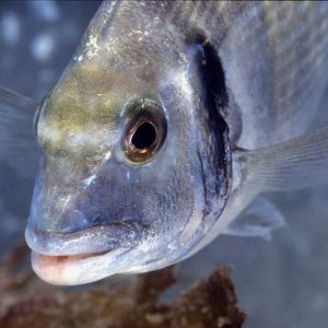 All about the predators of our coasts, an activity offered by Océanopolis, the National Center for Scientific Culture dedicated to the Ocean. A public presentation at the large rocky cliff in the Brittany Pavilion.