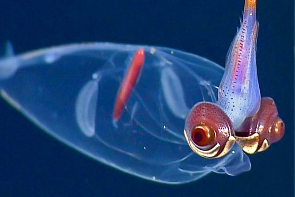 Calamar cacatoès - Galiteuthis phyllura