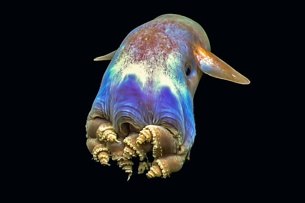 La pieuvre Dumbo - Dumbo grimpoteuthis