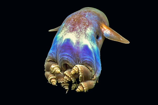 La pieuvre Dumbo - Dumbo grimpoteuthis