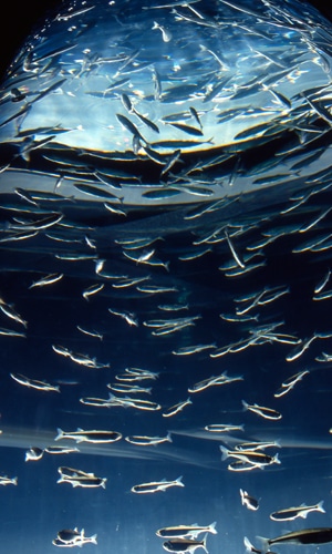 La sardine