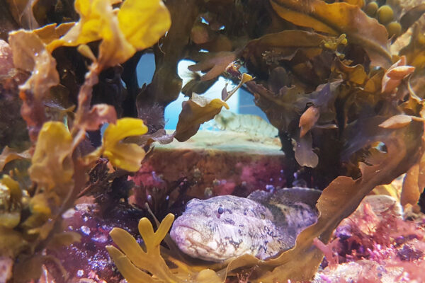 Océanopolis à la mer XXL à Nantes © Océanopolis