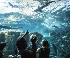 Bassin des requins à Océanopolis - © Simon Cohen