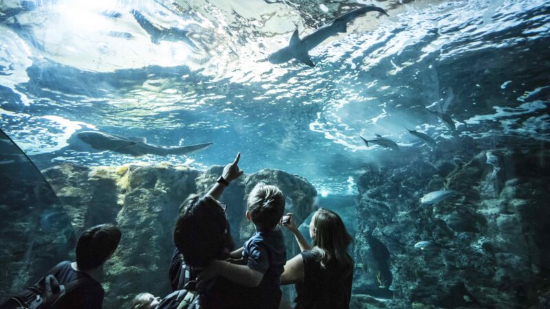 Bassin des requins à Océanopolis - © Simon Cohen