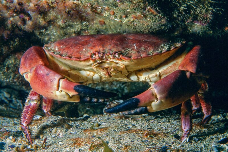 Crabe dormeur (Cancer Pagurus) - © Océanopolis