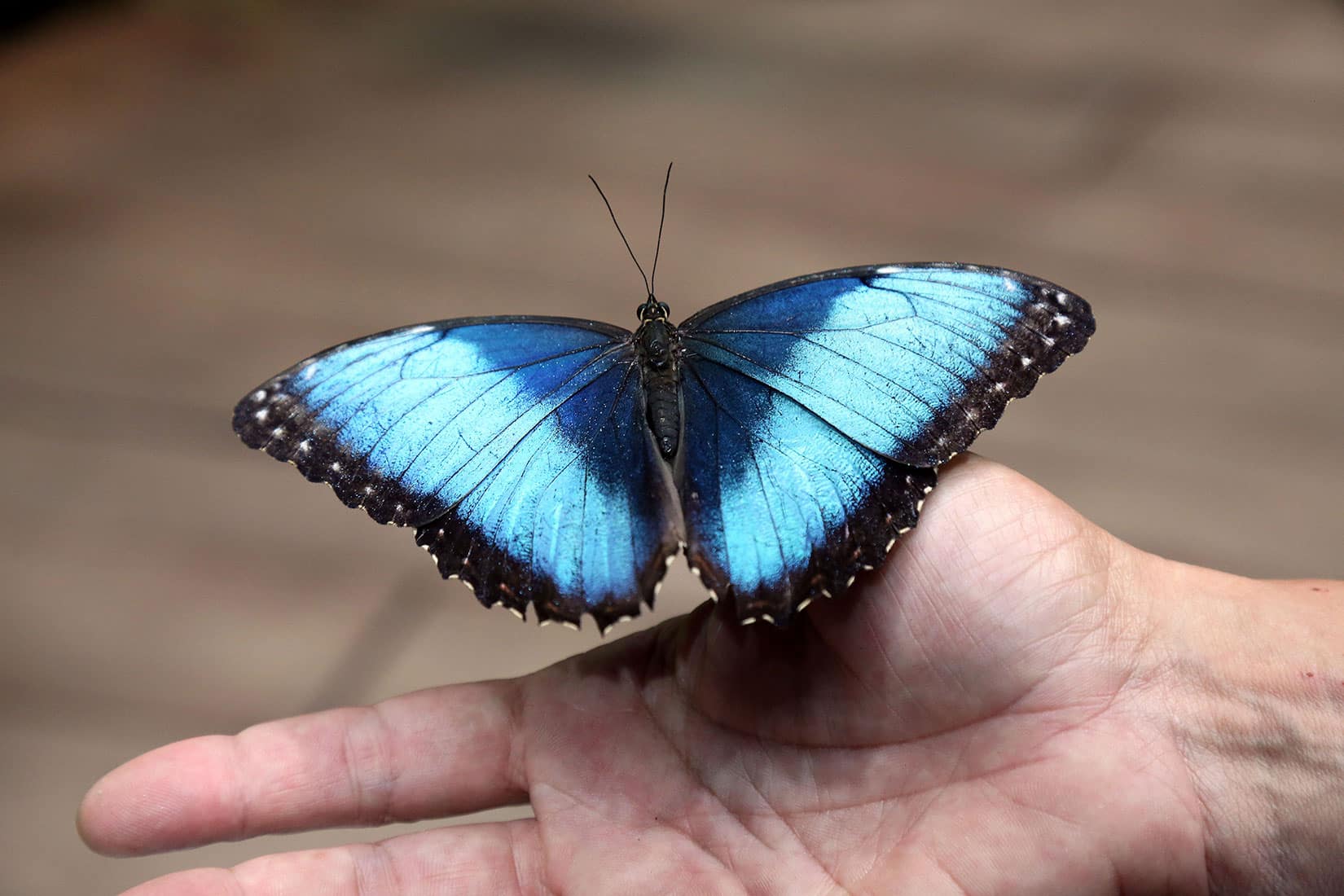 Papillon Morpho - © Océanopolis