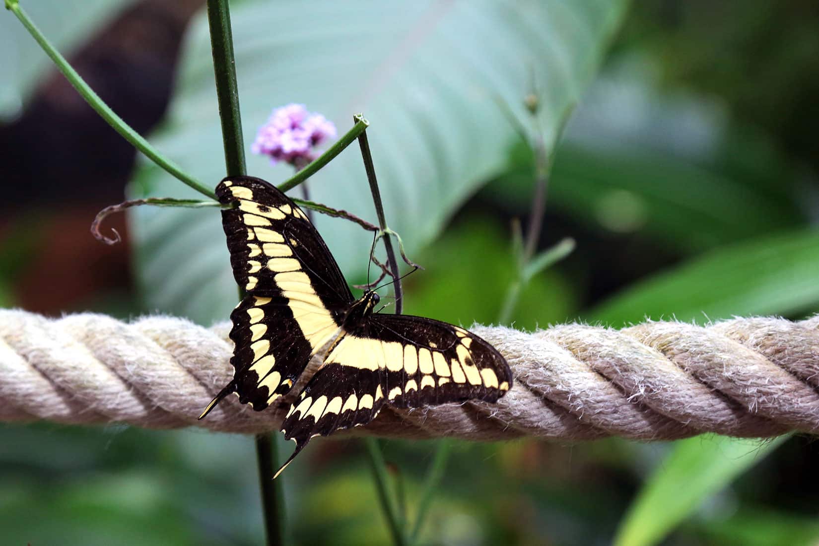 Papillon Voilier Géant - © Océanopolis