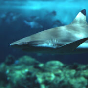 Apprenez-en plus sur les requins