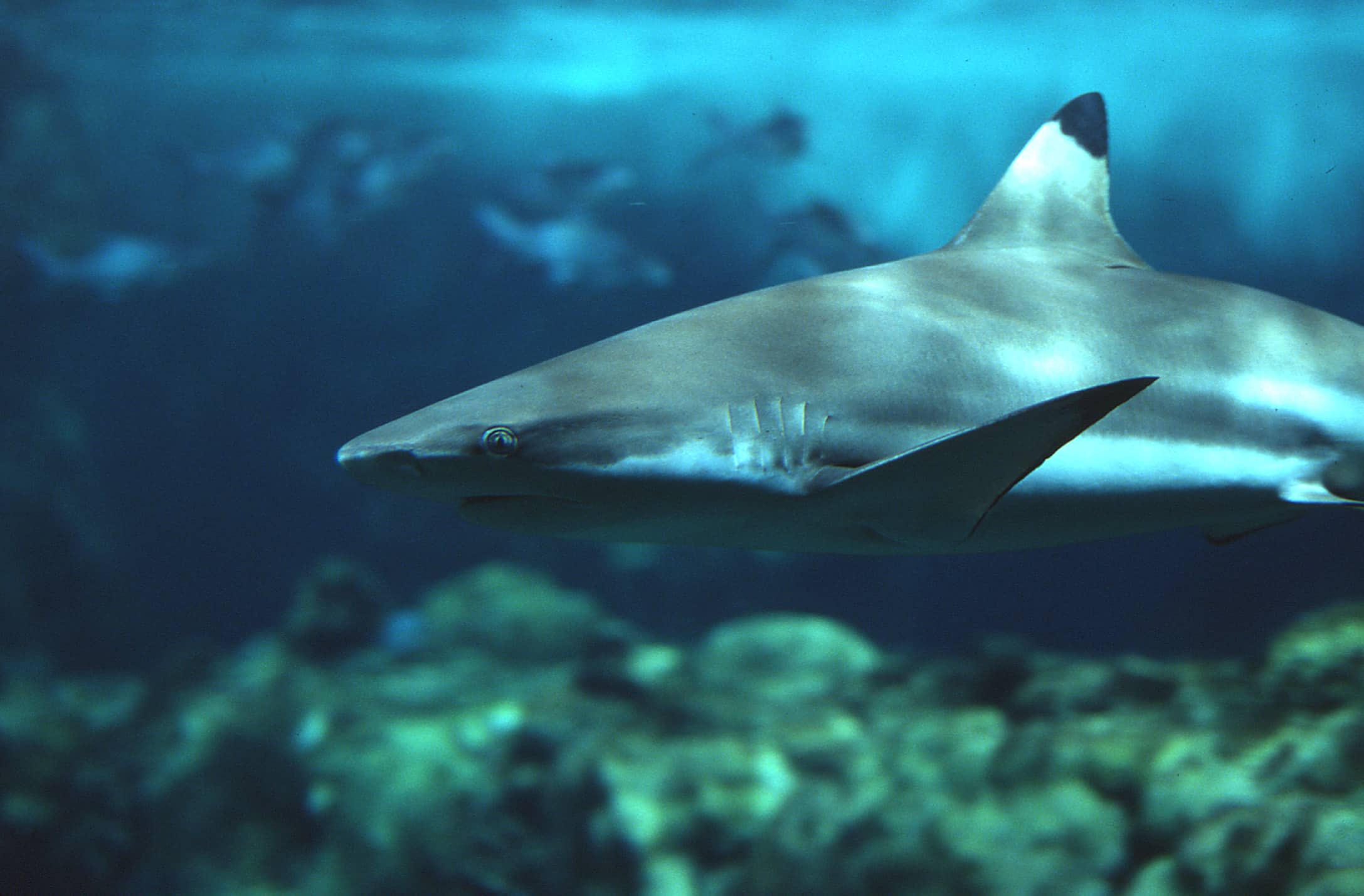 Requin à Pointe Noire (CARCHARHINUS MELANOPTERUS) - Copyright Océanopolis