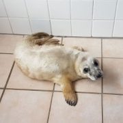 QUE FAIRE SI VOUS TROUVEZ UN ANIMAL ÉCHOUÉ SUR LA PLAGE ?
