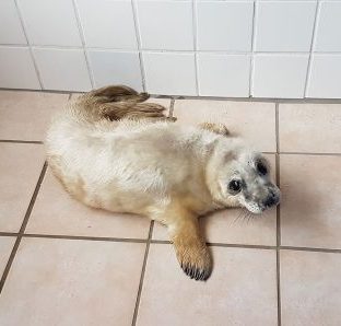 Blanchon phoque gris (Halichoerus grypus) - © Océanopolis