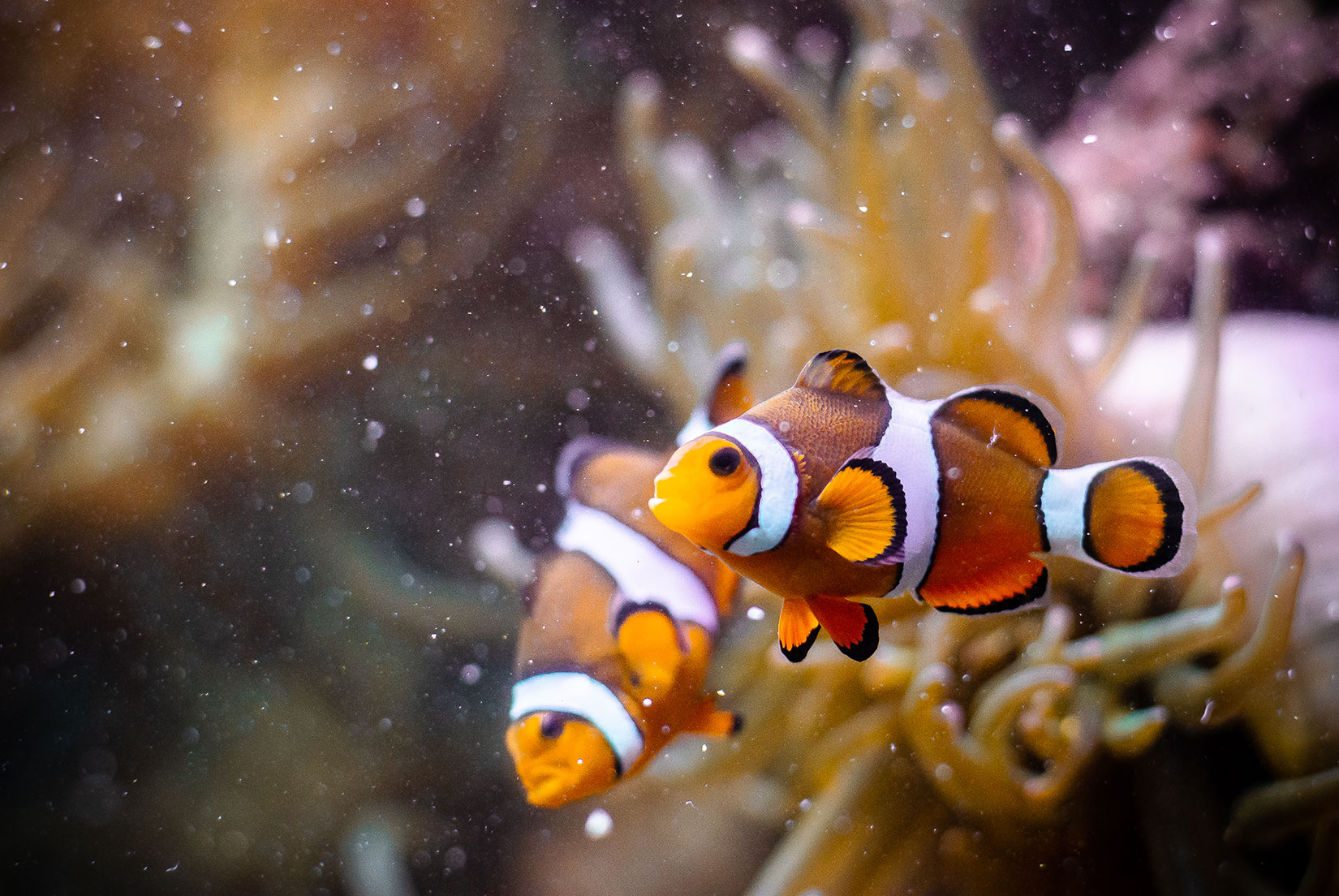 Poisson clown à trois bandes (AMPHIPRION-OCELLARIS) - © Julien Froc